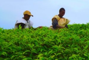 Burundi intensification du secteur agricole et de la pêche